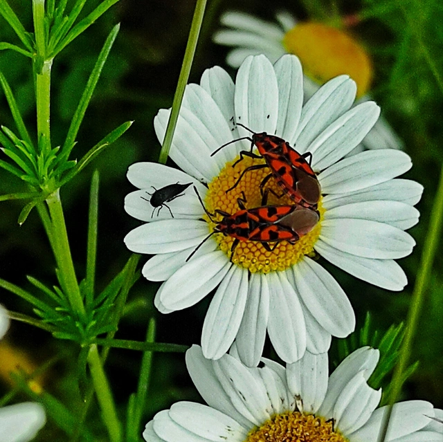 Spilostethus saxatilis - virágbodobács