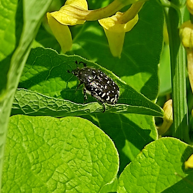 Oxythyrea funesta - sokpettyes virágbogár