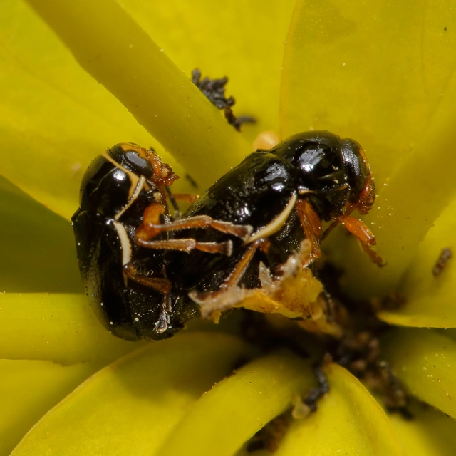 Cryptocephalus bameuli/flavipes