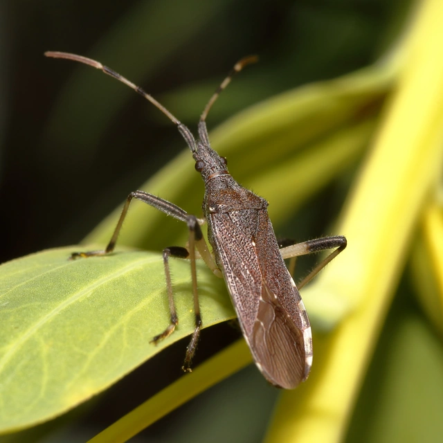 Dicranocephalus