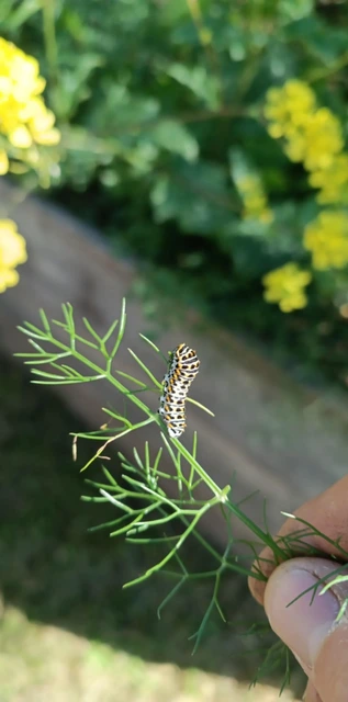 Papilio machaon - fecskefarkú lepke