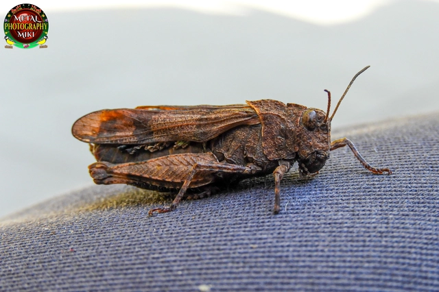 Oedipoda caerulescens - kékszárnyú sáska