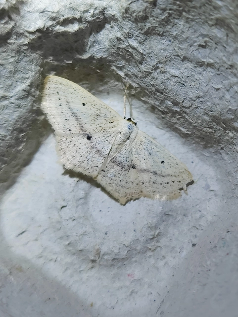 Scopula flaccidaria - alföldi sávosaraszoló
