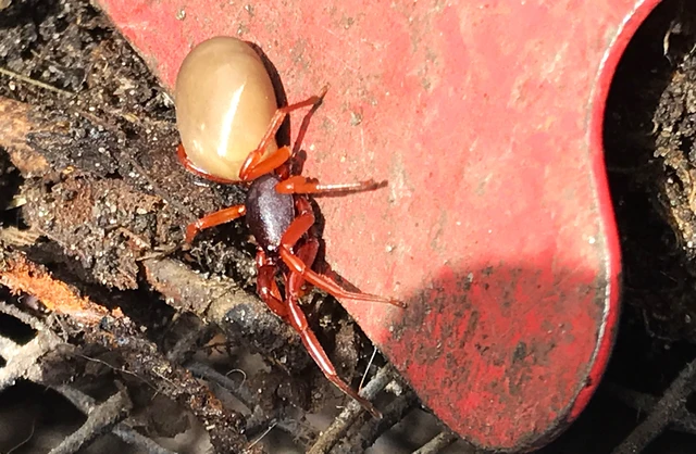 Dysdera