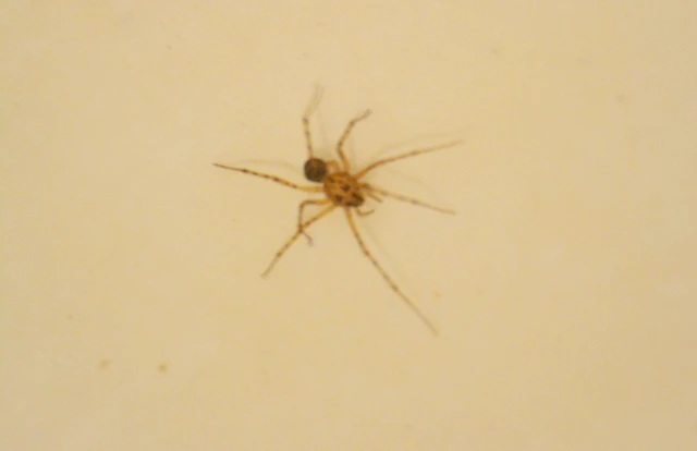 Scytodes thoracica - közönséges csupaszpók