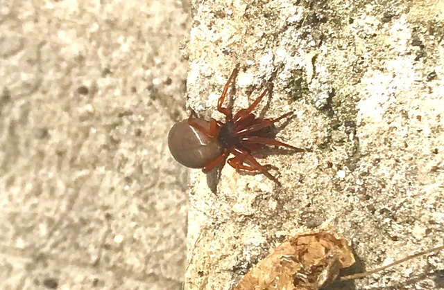 Dysderidae - fojtópókok