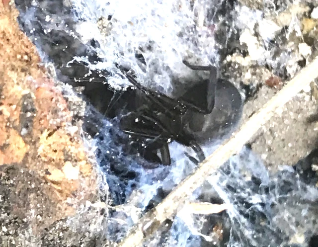 Amaurobius