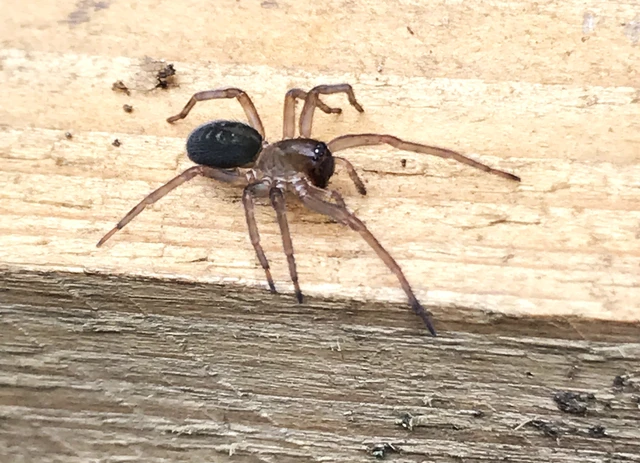 Amaurobius
