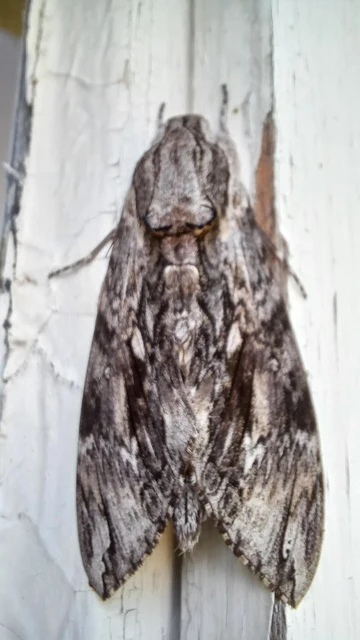 Agrius convolvuli - szulákszender
