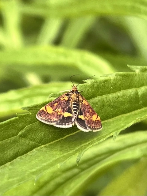 Pyrausta aurata - aranyló bíbormoly