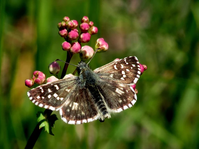 Pyrgus armoricanus - feles busalepke