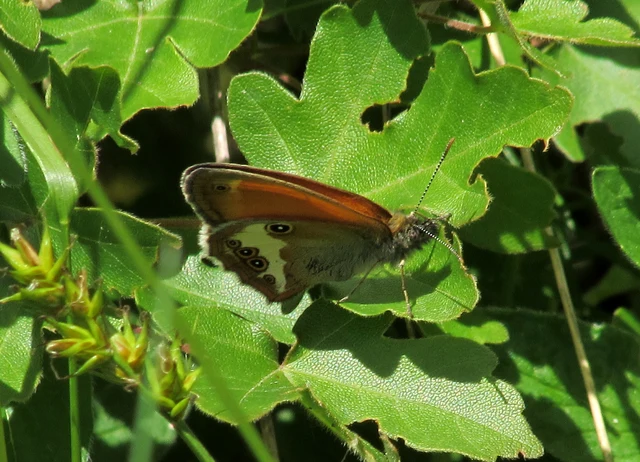 Coenonympha arcania - fehéröves szénalepke