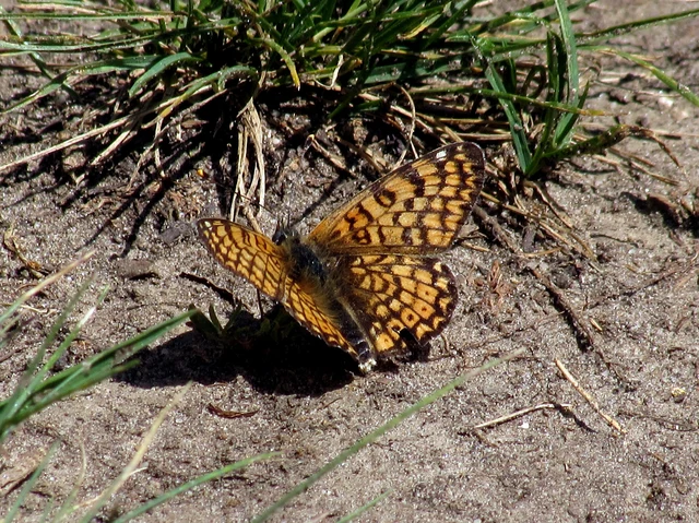 Melitaea cinxia - réti tarkalepke