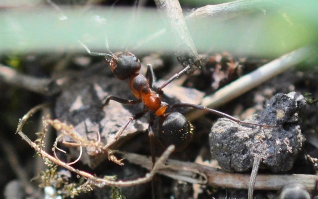 Formica pratensis - réti vöröshangya