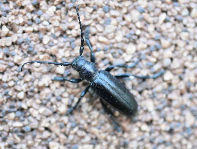 Dorcadion aethiops - fekete gyalogcincér