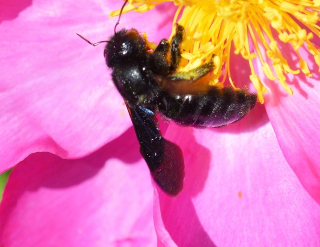 Hymenoptera - Hártyásszárnyúak