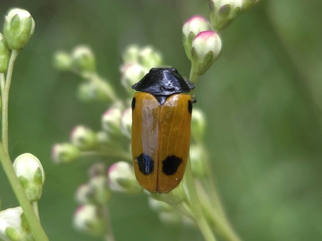 Clytra quadripunctata - négyfoltos zsákhordóbogár
