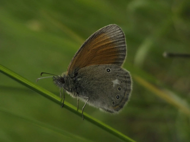 Coenonympha glycerion - közönséges szénalepke