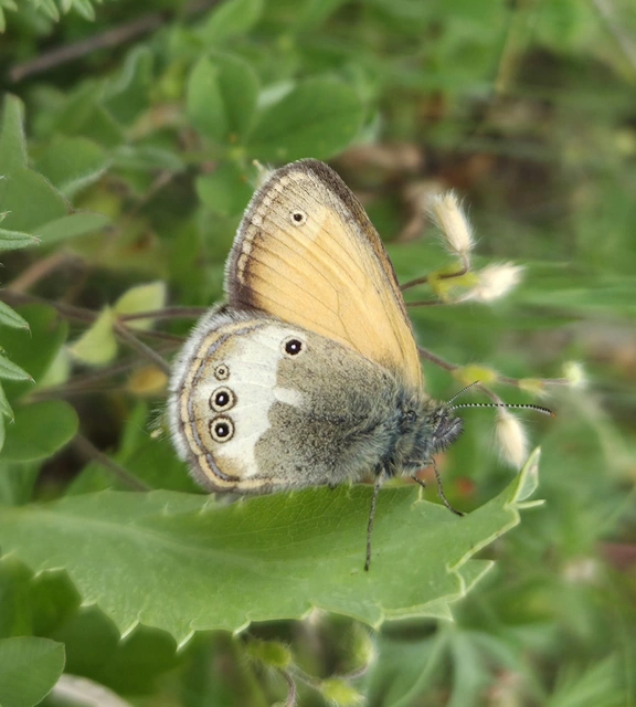 Coenonympha arcania - fehéröves szénalepke