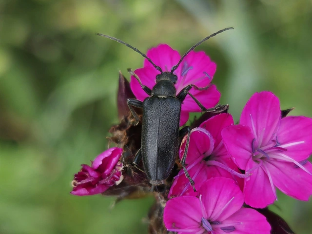 Stictoleptura scutellata - hegyi virágcincér