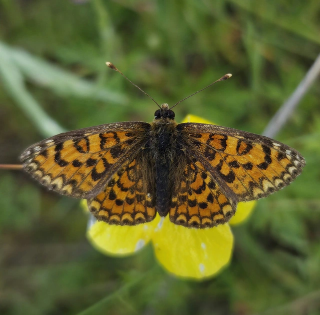 Melitaea trivia - kis tarkalepke