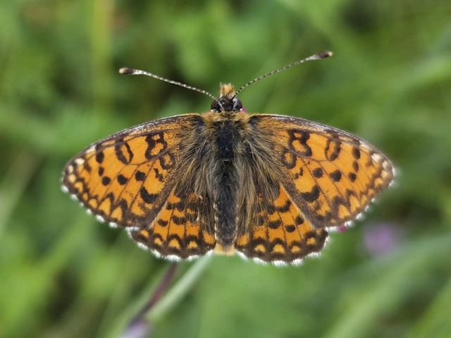 Melitaea trivia - kis tarkalepke