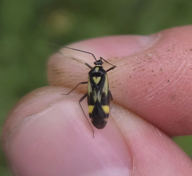 Grypocoris sexguttatus - hatpettyes díszpoloska Grypocoris sexguttatus - hatpettyes díszpoloska
