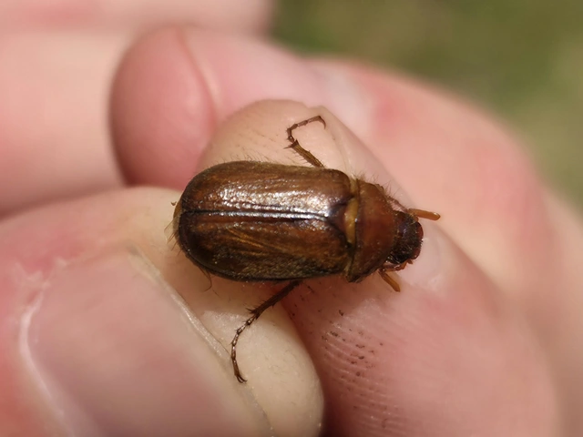 Amphimallon assimile - kis sárgacserebogár