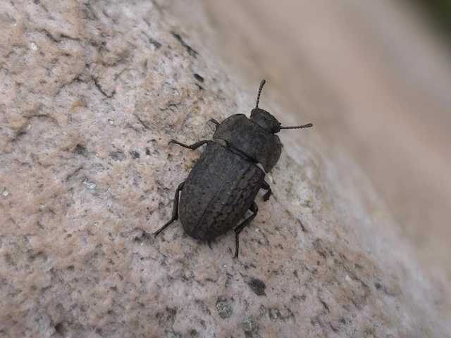 Opatrum sabulosum - sároshátú gyászbogár Opatrum sabulosum - sároshátú gyászbogár