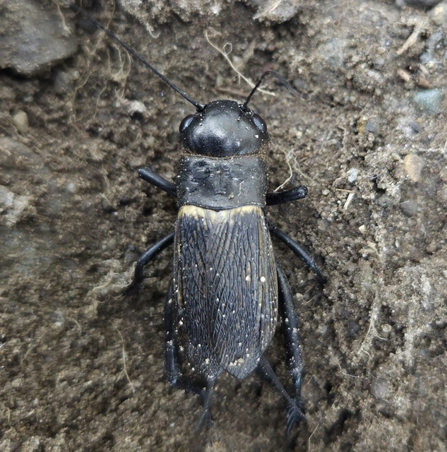 Gryllus campestris - mezei tücsök