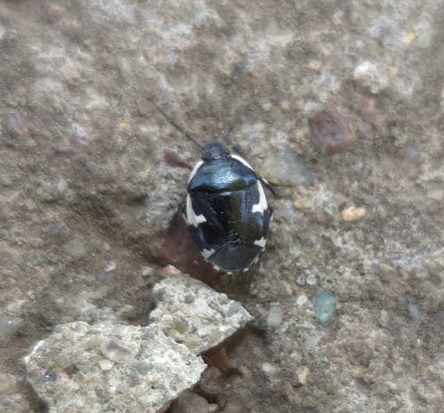 Tritomegas sexmaculatus - hatfoltos földipoloska
