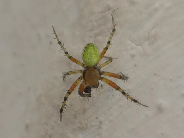 Araniella cucurbitina/opisthographa