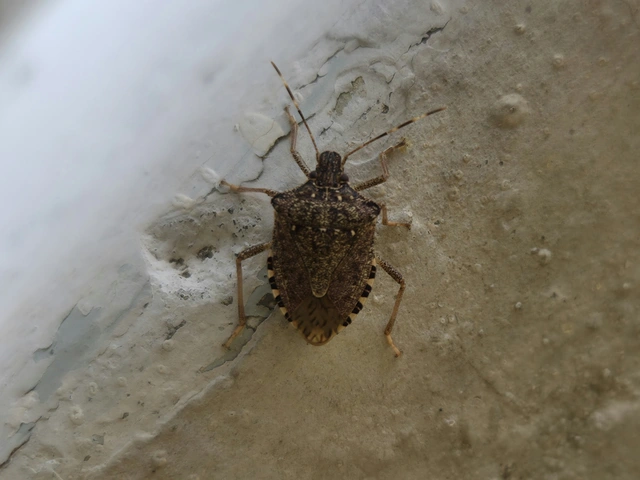Halyomorpha halys - ázsiai márványospoloska