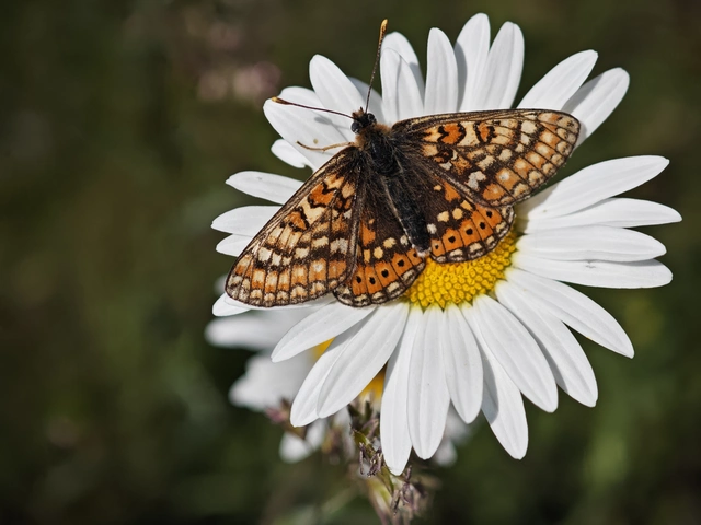 Euphydryas aurinia - lápi tarkalepke