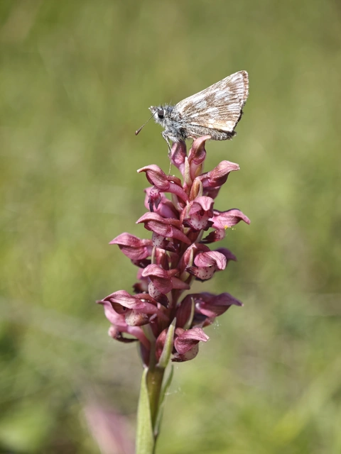 Spialia orbifer - törpe busalepke