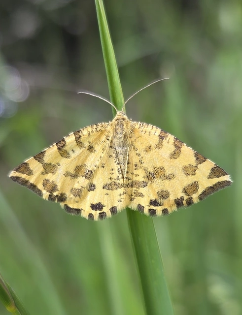 Pseudopanthera macularia - párducfoltos araszoló