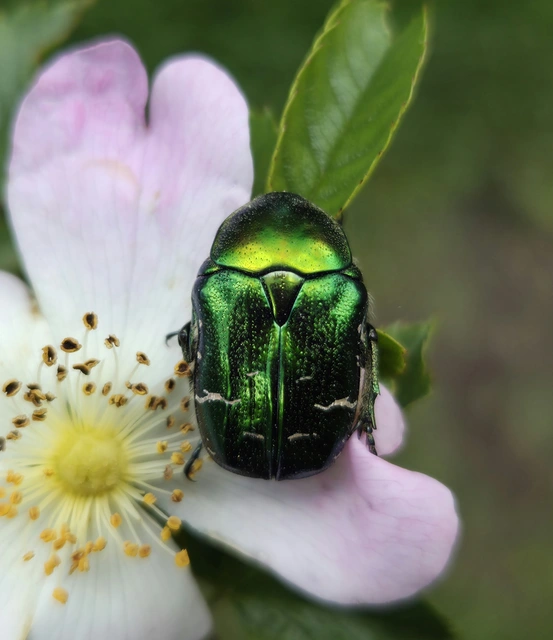 Cetonia aurata - aranyos virágbogár