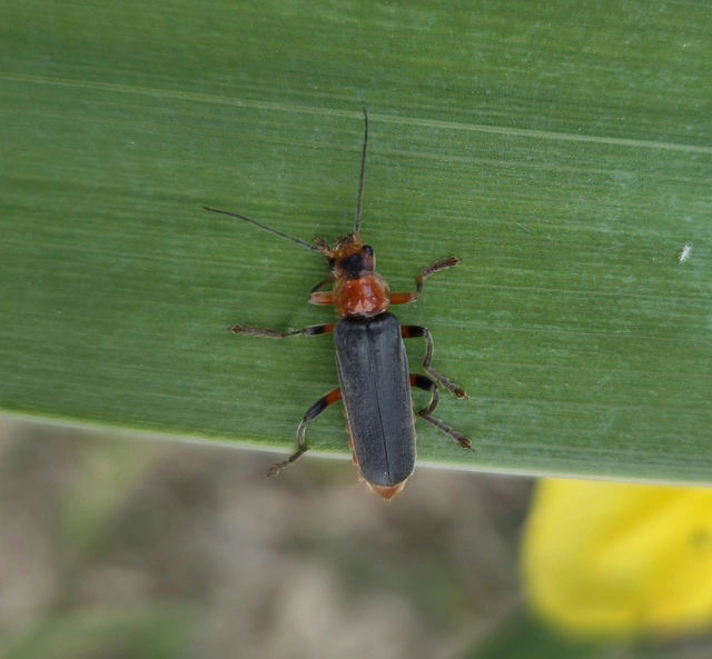 Cantharis livida - mezei lágybogár