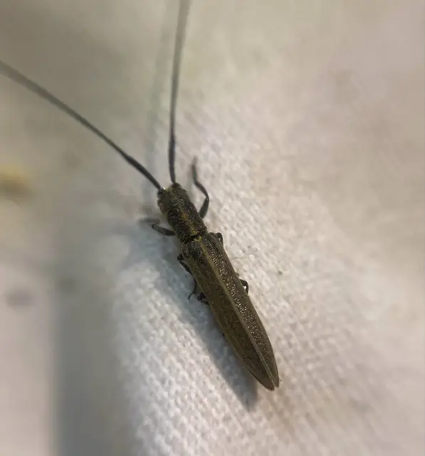 Calamobius filum - hosszúcsápú szalmacincér