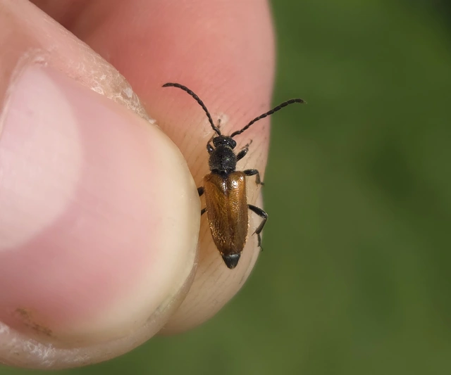 Pseudovadonia livida - barnás virágcincér