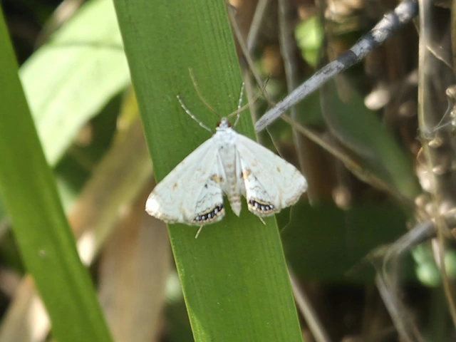 Cataclysta lemnata - békalencsemoly