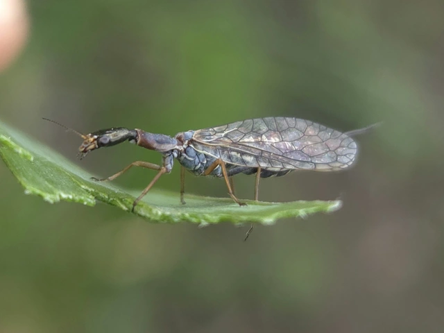 Raphidioptera - Tevenyakú-fátyolkák