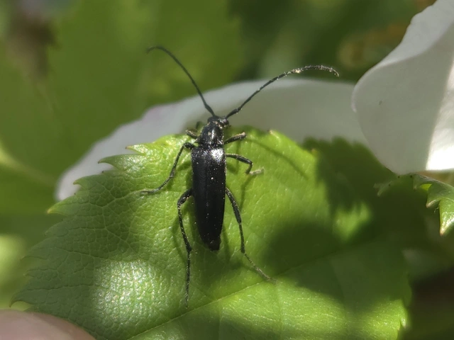 Stenurella nigra - fekete karcsúcincér