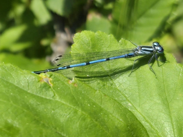 Coenagrion puella - azúrkék légivadász