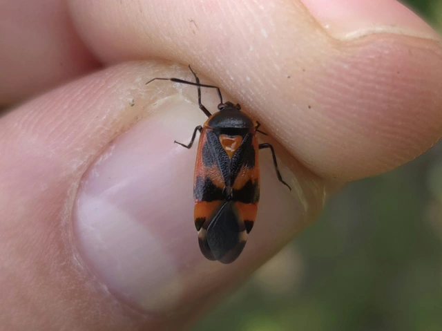 Deraeocoris trifasciatus - nagy mezeipoloska