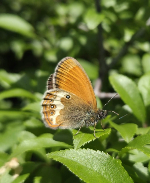 Coenonympha arcania - fehéröves szénalepke