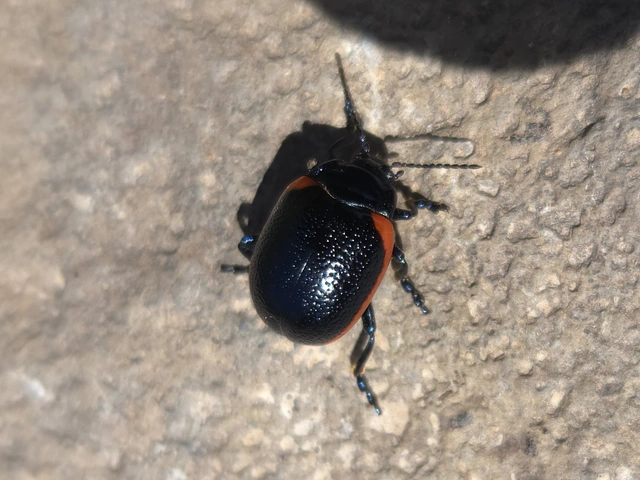 Chrysolina rossia - trapézhátú szegélyeslevelész