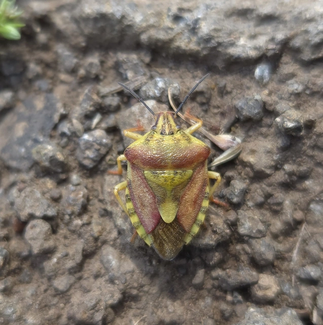 Carpocoris Carpocoris