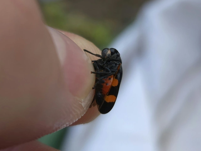 Cercopis sanguinolenta