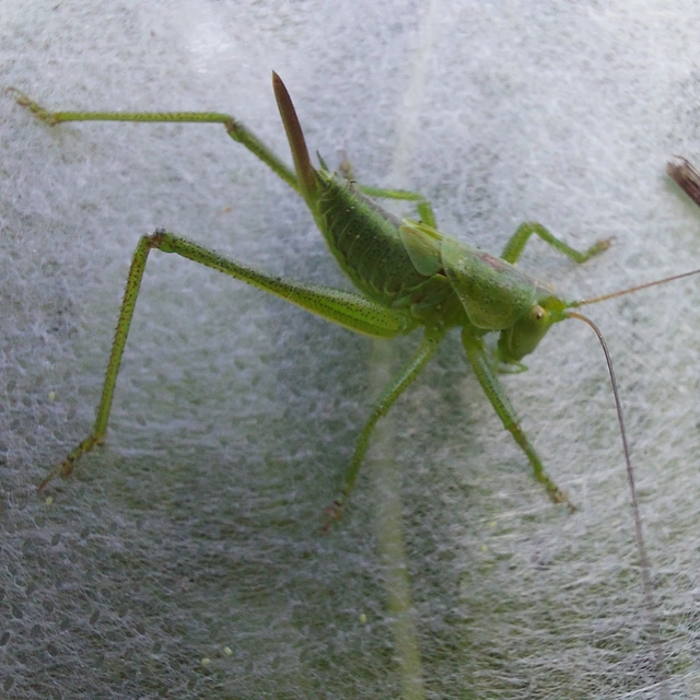 Tettigonia viridissima - zöld lombszöcske